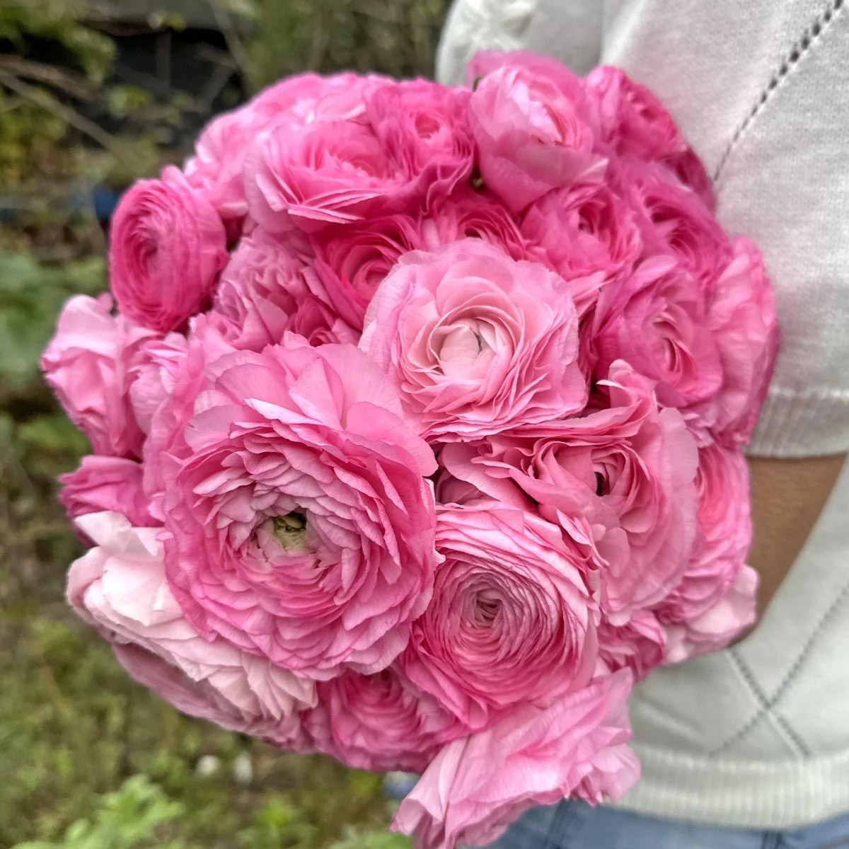 Ranunculus Elegance "Rosa"
