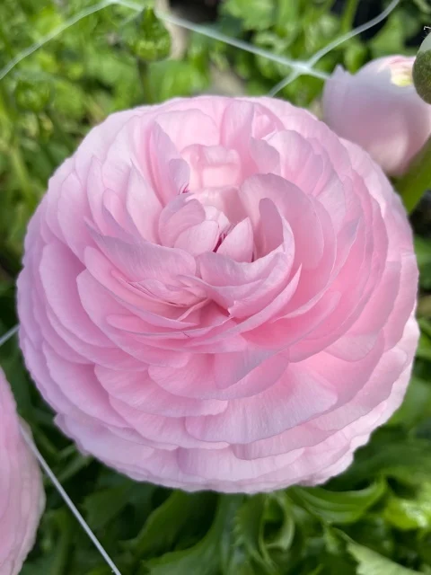 Ranunculus Elegance "Rosa" - Image 2