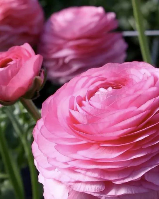 Ranunculus Elegance "Rosa" - Image 5
