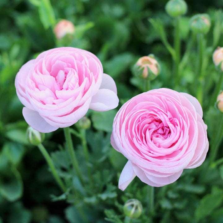 Ranunculus Elegance "Rosa Chiaro"