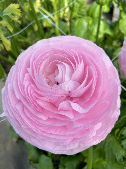 Ranunculus Elegance "Rosa Chiaro" - Image 2