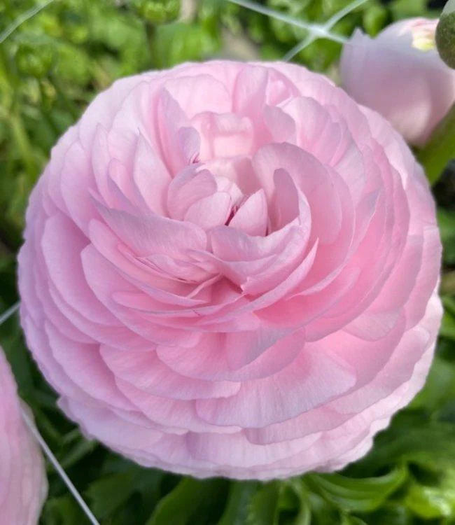 Ranunculus Elegance "Rosa Chiaro" - Image 3
