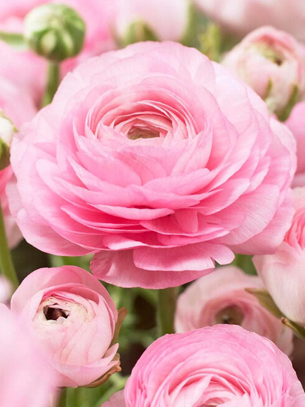 Ranunculus Elegance "Rosa Chiaro" - Image 4