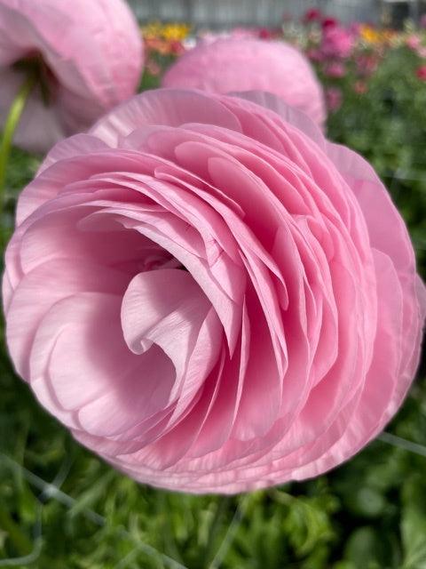 Ranunculus Elegance "Rosa Chiaro" - Image 5