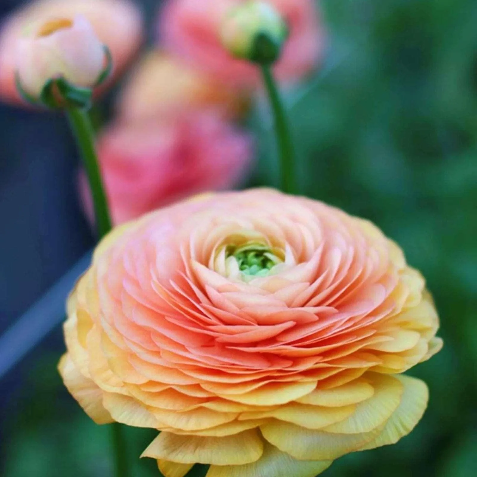 Ranunculus Elegance "Salmon"