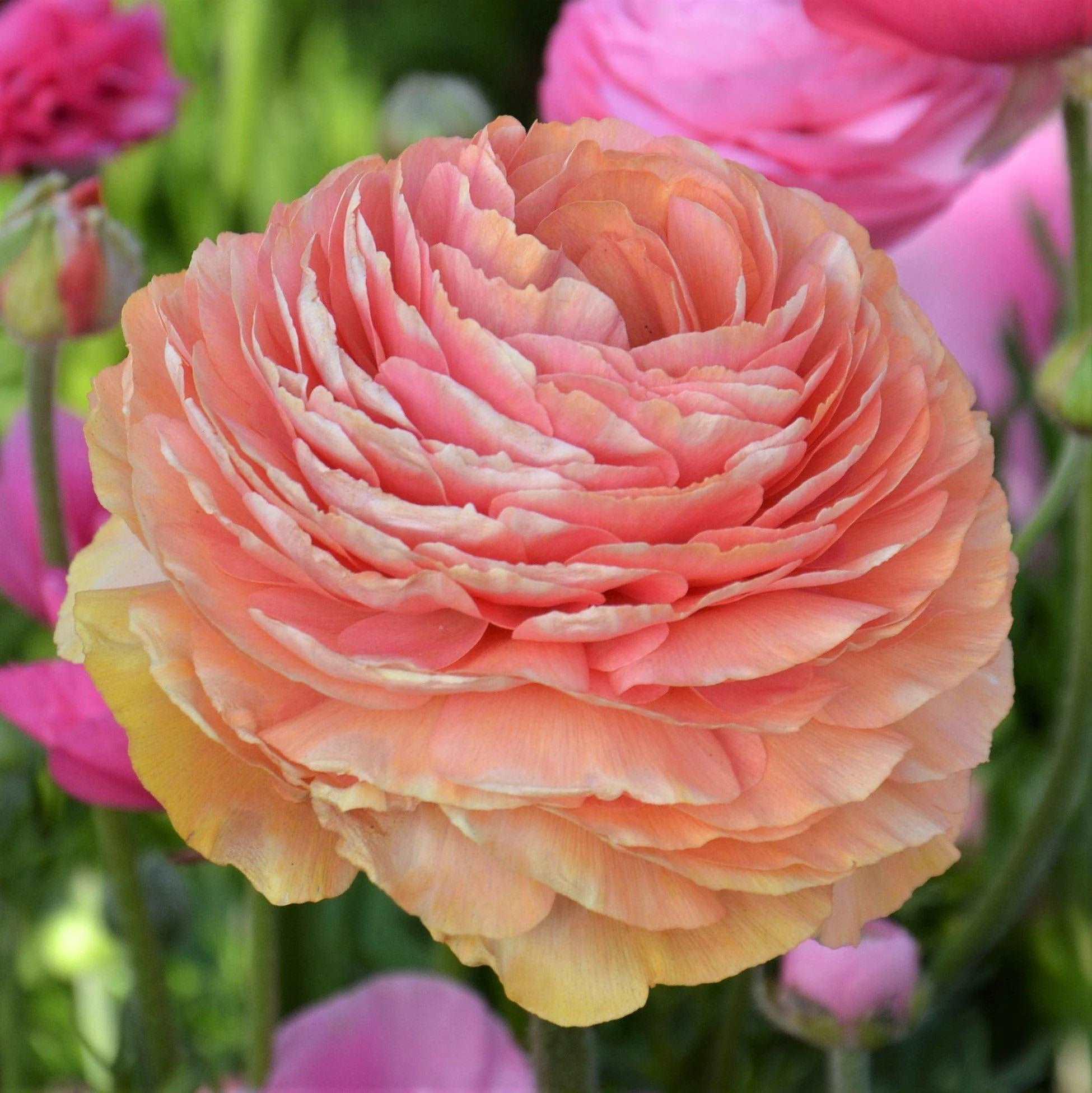 Ranunculus Elegance "Salmon" - Image 2