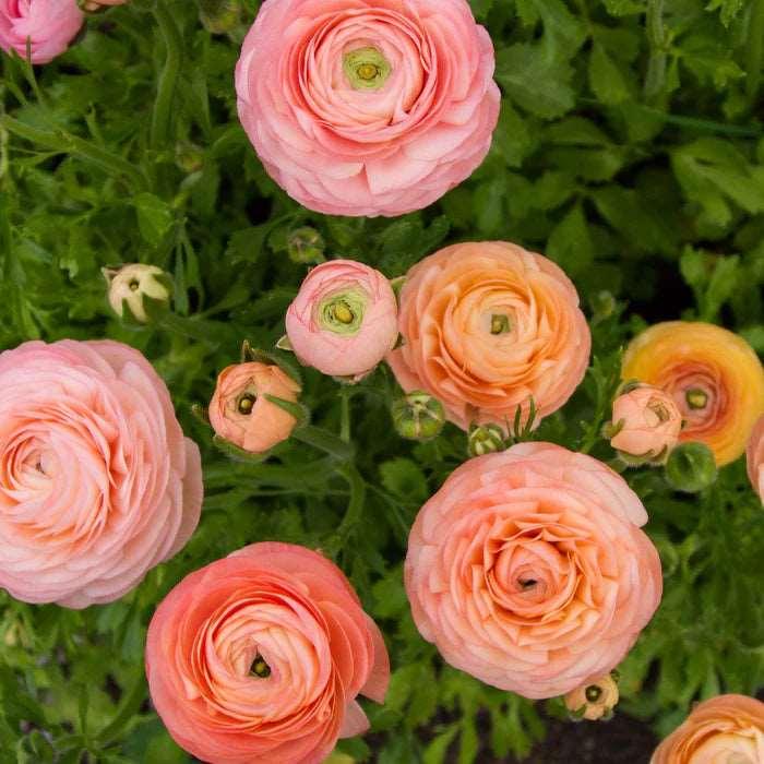 Ranunculus Elegance "Salmon" - Image 3