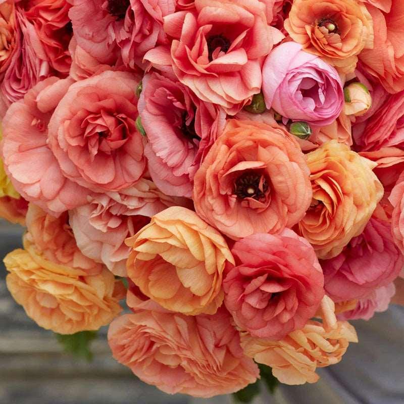 Ranunculus Elegance "Salmon" - Image 5