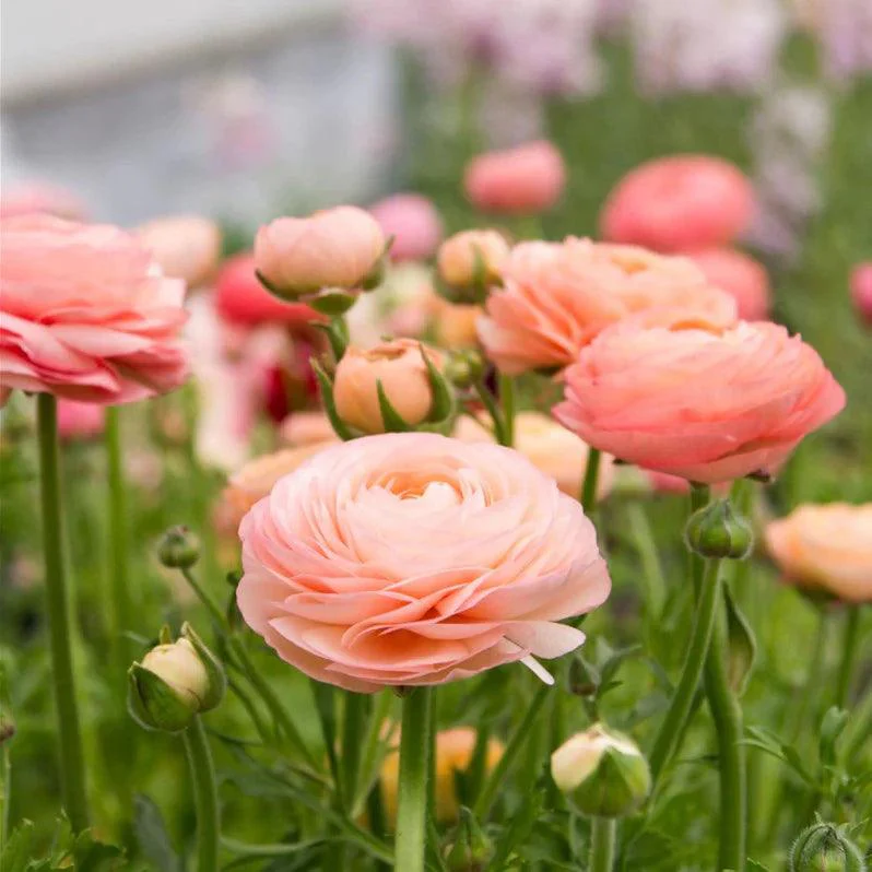 Ranunculus Elegance "Salmon" - Image 6