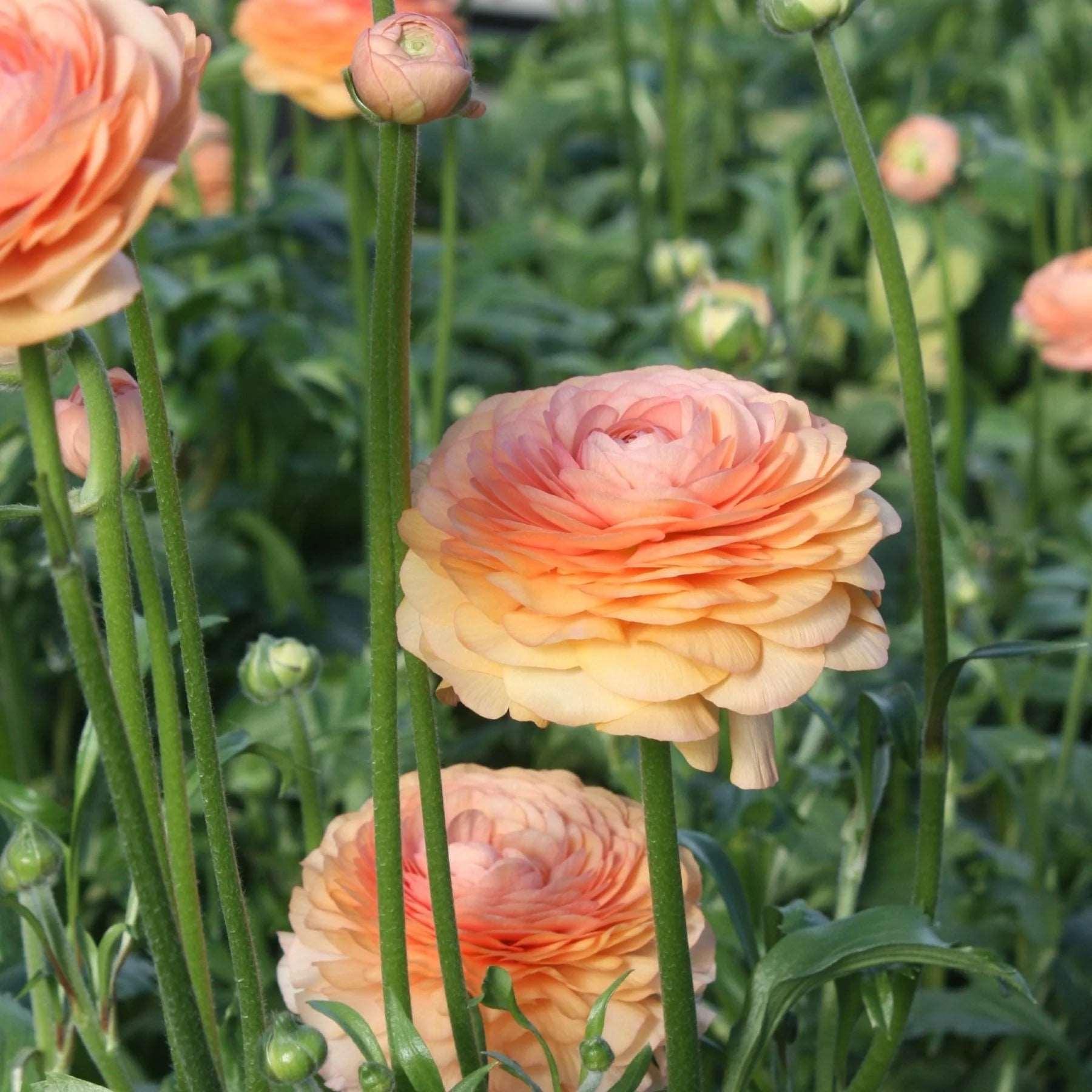 Ranunculus Elegance "Salmon" - Image 7