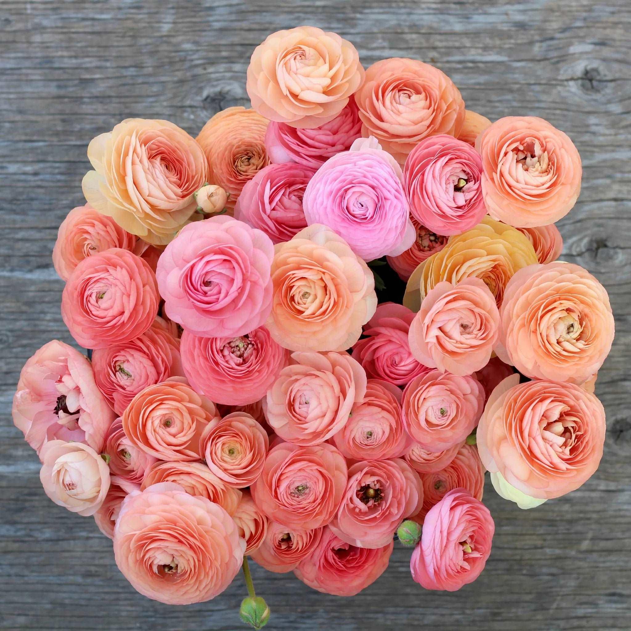 Ranunculus Elegance "Salmon" - Image 8