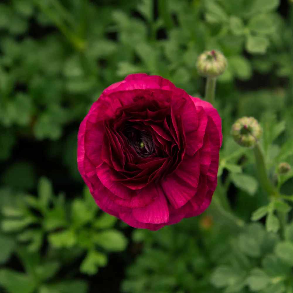 Ranunculus Elegance "Viola"