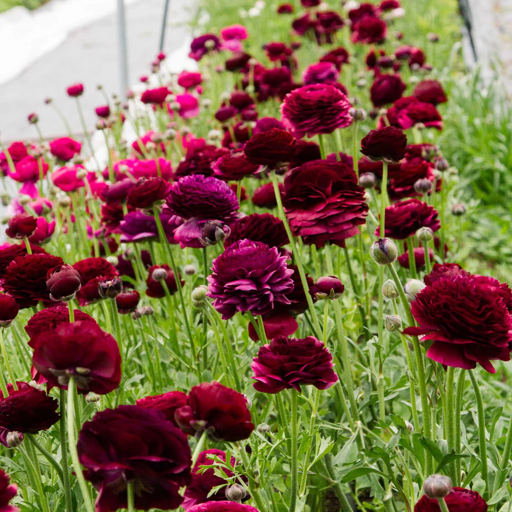 Ranunculus Elegance "Viola" - Image 2