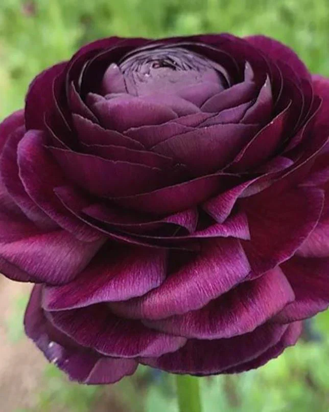 Ranunculus Elegance "Viola" - Image 3