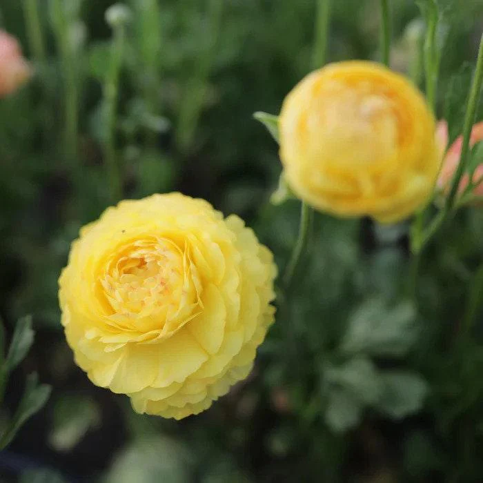 Ranunculus Friandine "Lemon" - Image 4