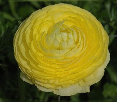 Ranunculus Friandine "Lemon" - Image 5