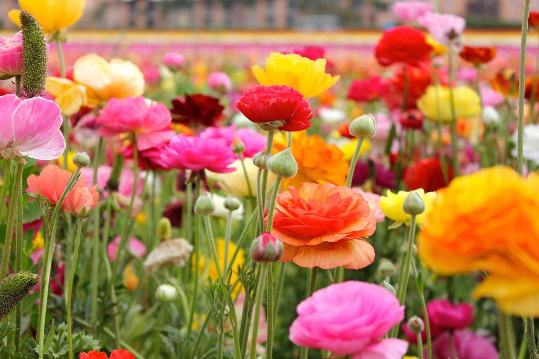 Ranunculus Mix - Image 3