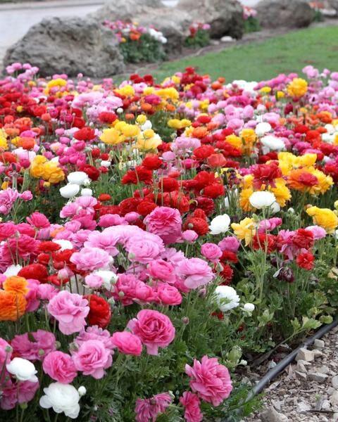 Ranunculus Mix - Image 4