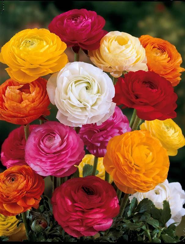 Ranunculus Mix - Image 6