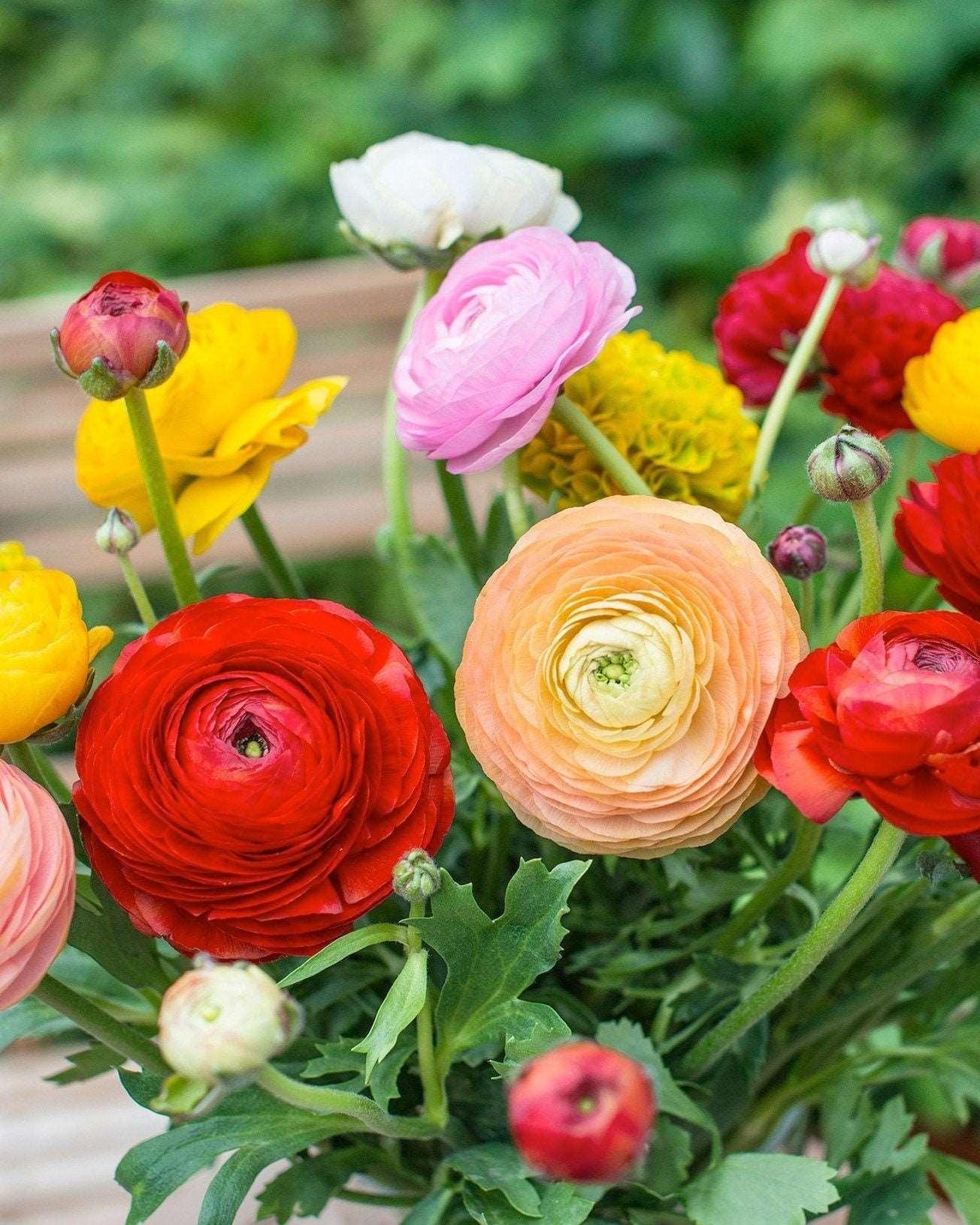 Ranunculus Mix - Image 7