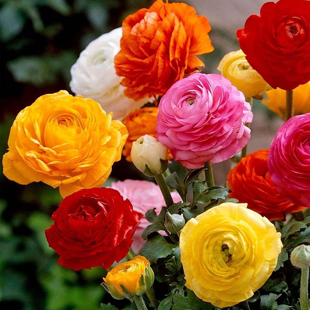 Ranunculus Mix - Image 9