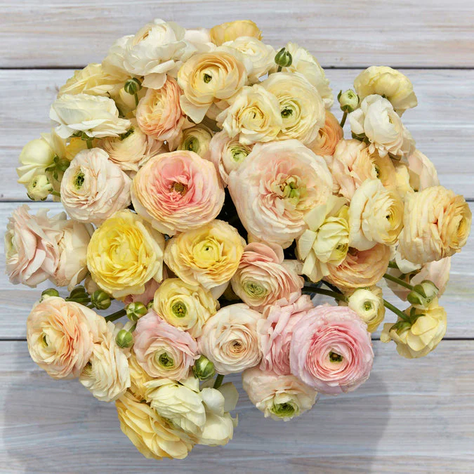 Ranunculus Amandine Pastel Wedding Mix - Image 2