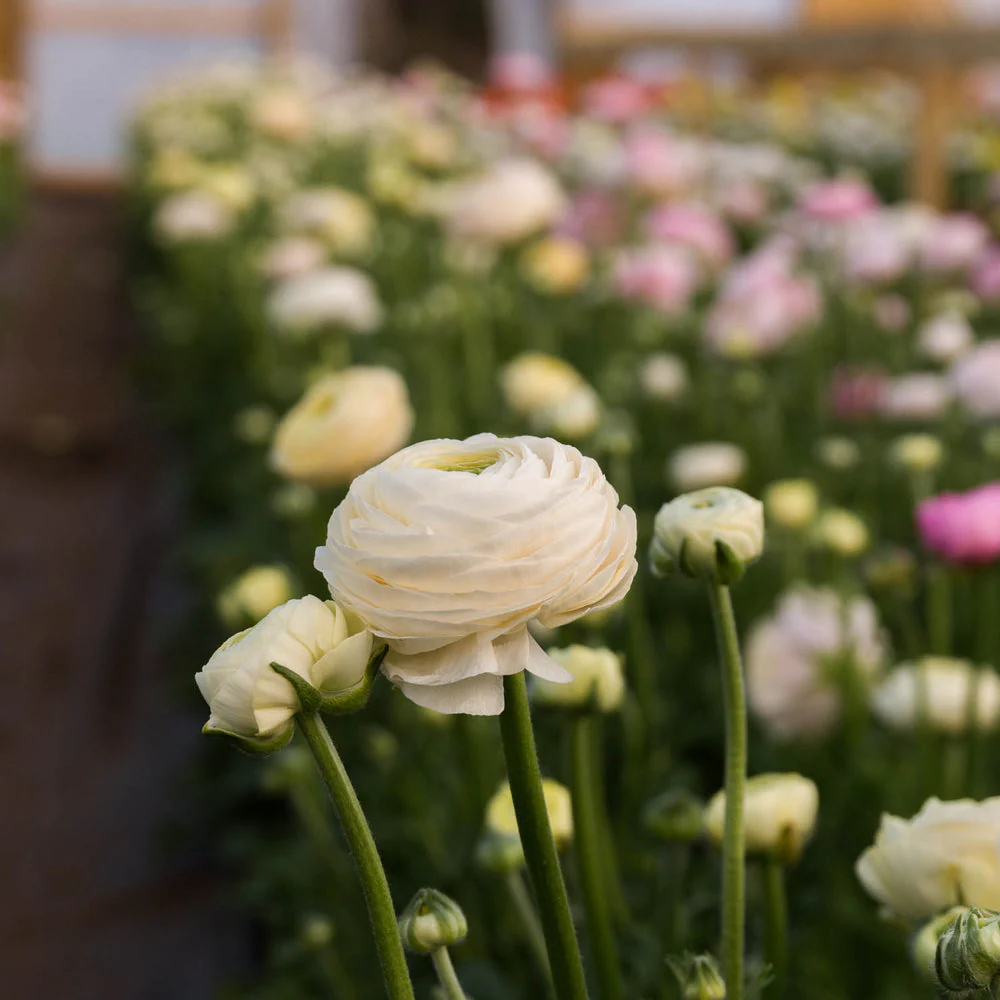 Ranunculus Amandine Pastel Wedding Mix - Image 4