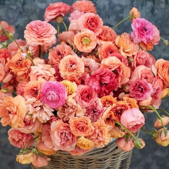 Ranunculus Pauline "Champagne"