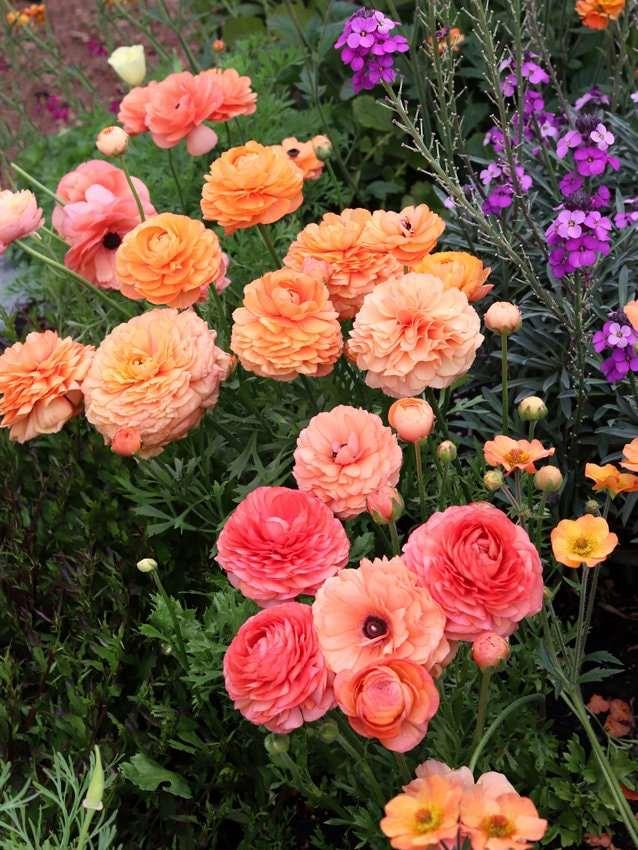 Ranunculus Pauline "Champagne" - Image 2