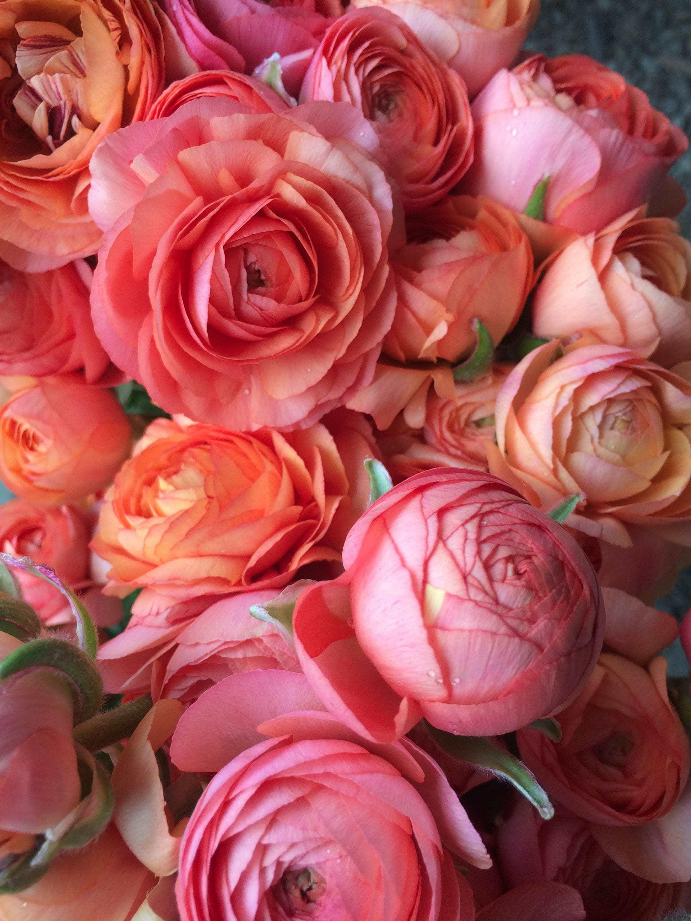Ranunculus Pauline "Champagne" - Image 3