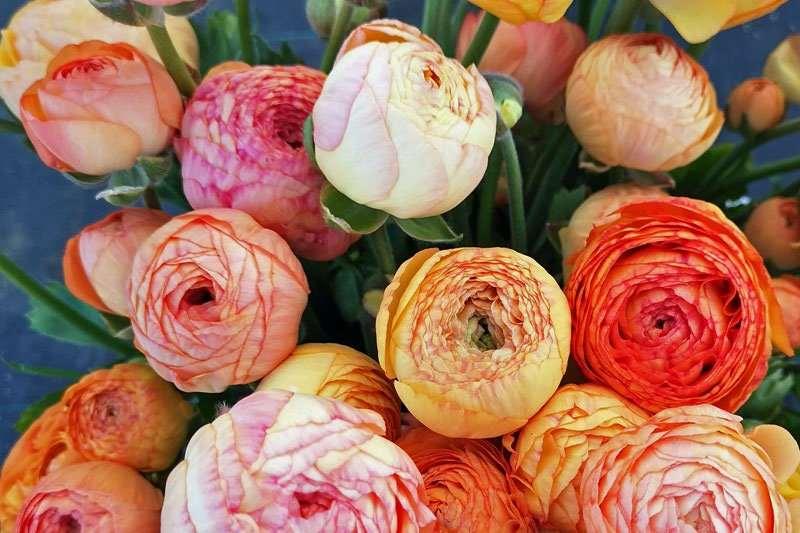 Ranunculus Pauline "Champagne" - Image 5
