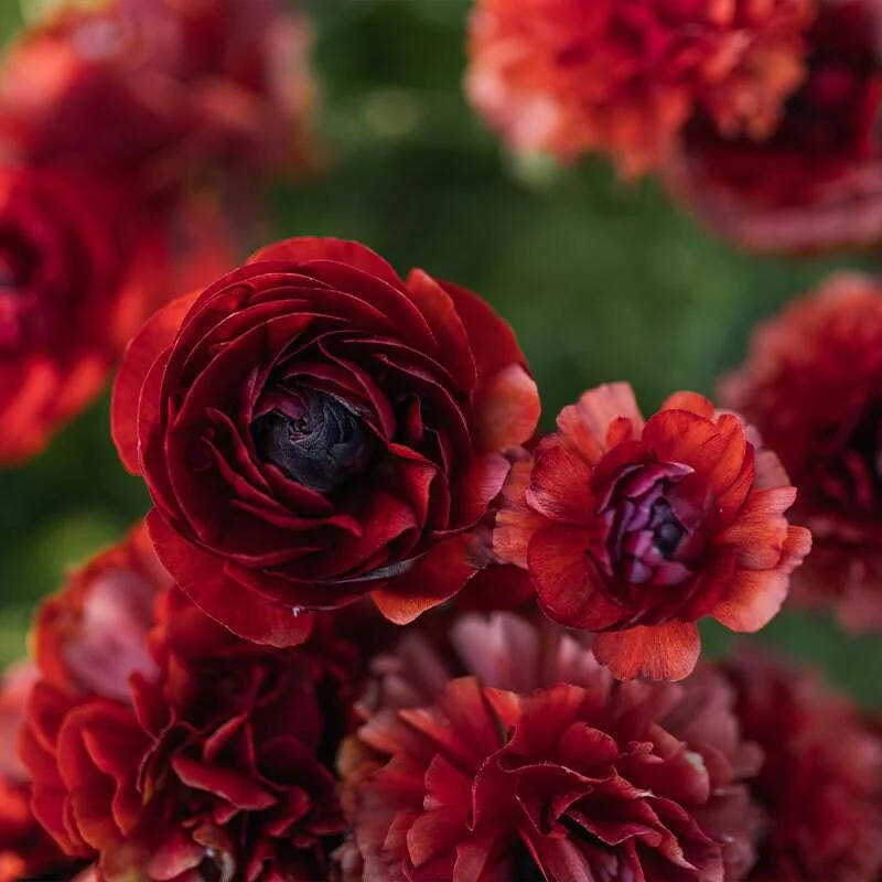 Ranunculus Pauline "Chocolate" - Image 3