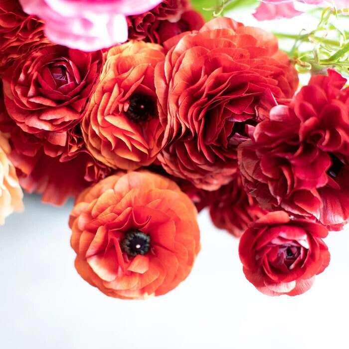 Ranunculus Pauline "Chocolate" - Image 4