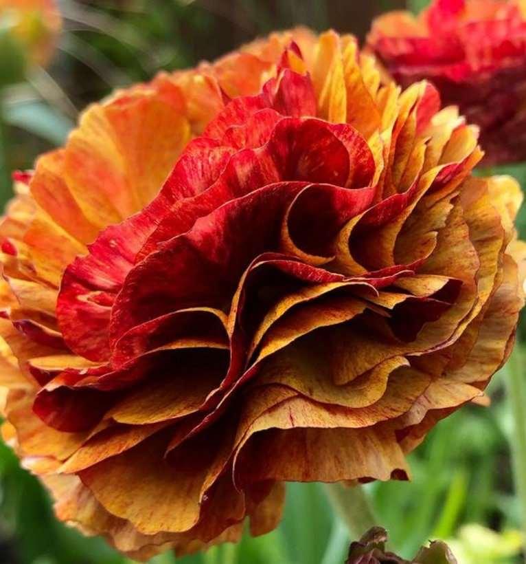 Ranunculus Picoté "Café au Lait" - Image 3