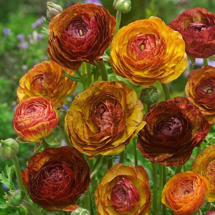 Ranunculus Picoté "Café au Lait" - Image 5