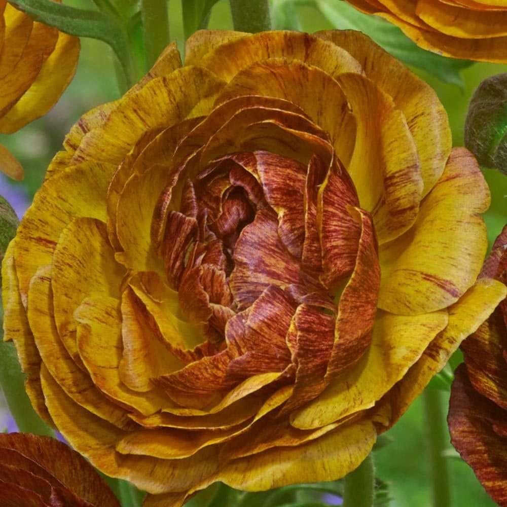 Ranunculus Picoté "Café au Lait" - Image 6