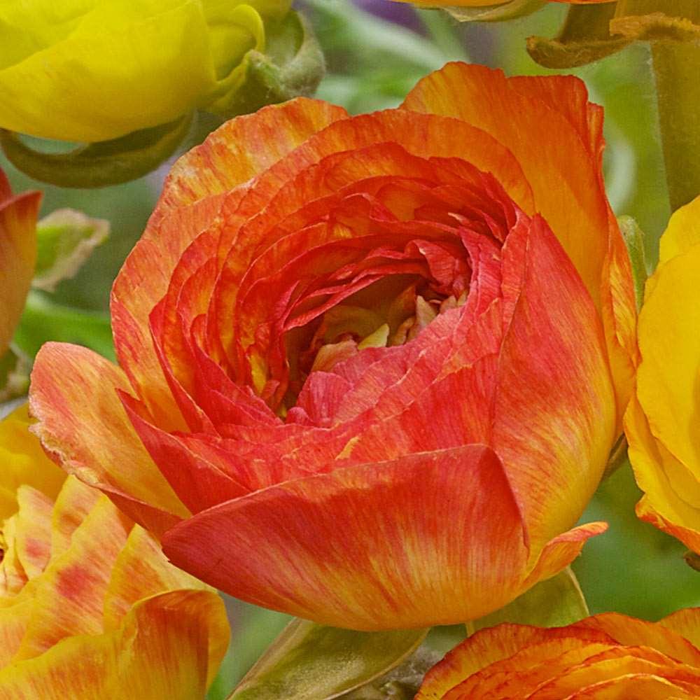 Ranunculus "Picoté Orange" - Image 3