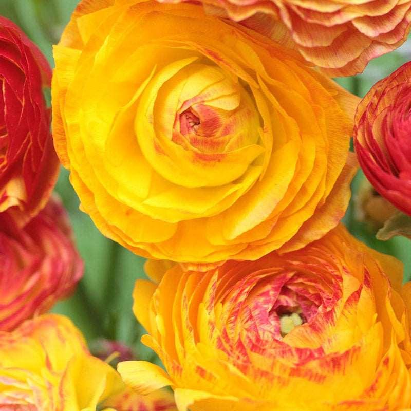 Ranunculus "Picoté Orange" - Image 4
