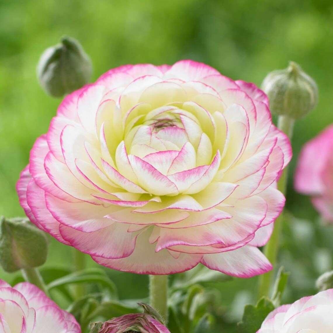 Ranunculus "Picotee Pink" - Image 3