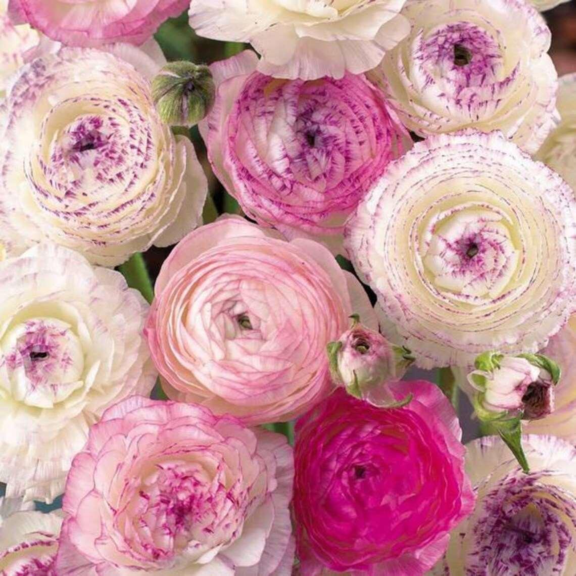 Ranunculus "Picotee Pink" - Image 4