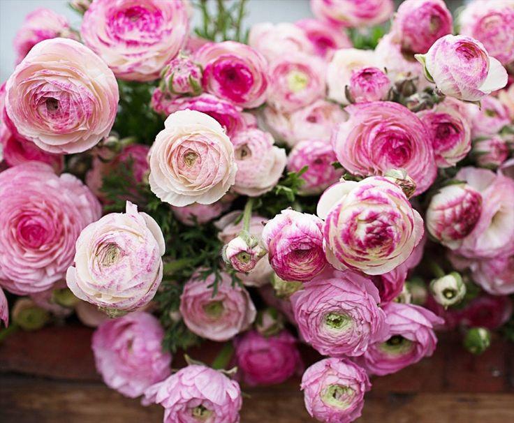 Ranunculus "Picotee Pink" - Image 5