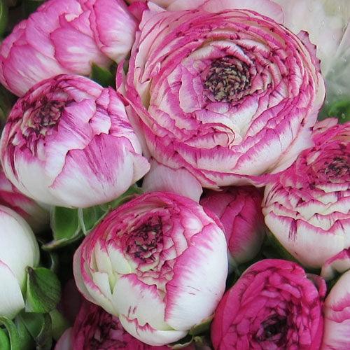 Ranunculus "Picotee Pink" - Image 6