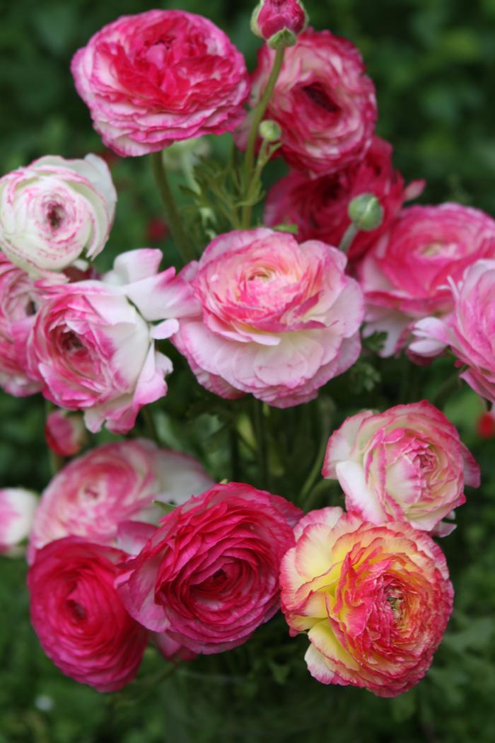 Ranunculus "Picotee Pink" - Image 7