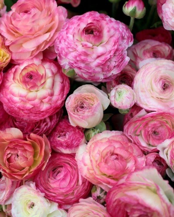 Ranunculus "Picotee Pink" - Image 8