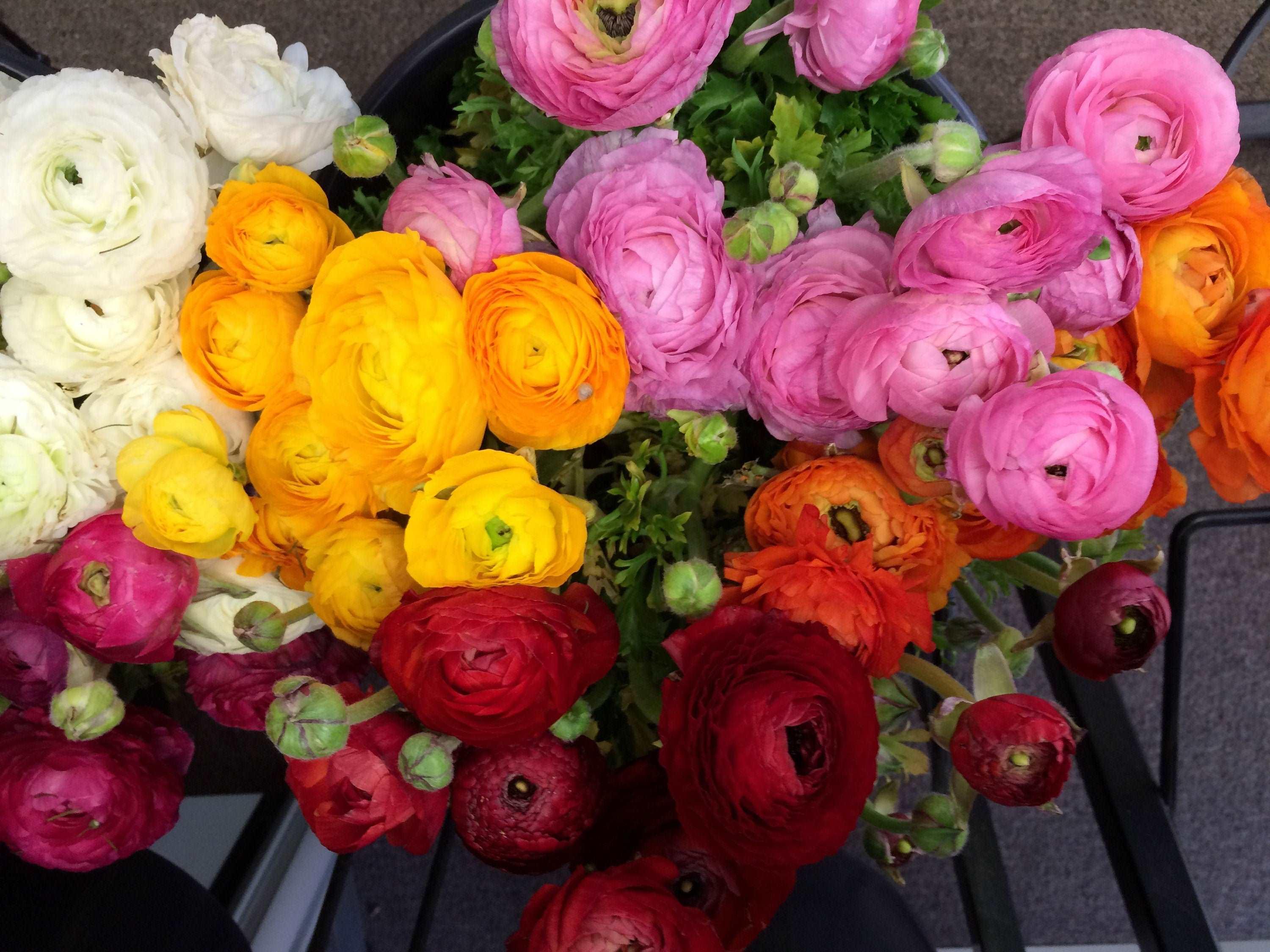 Ranunculus Rainbow Mix - Image 3