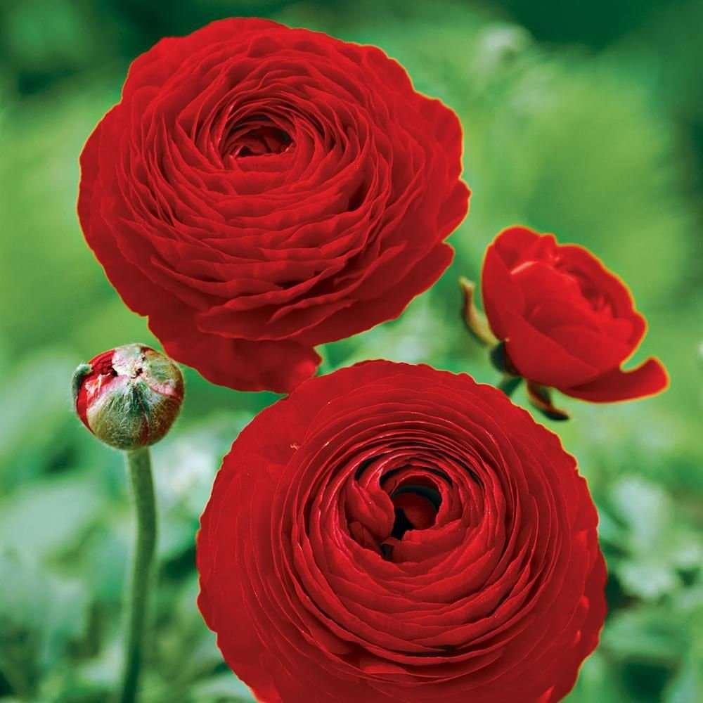 Ranunculus Red - Image 4