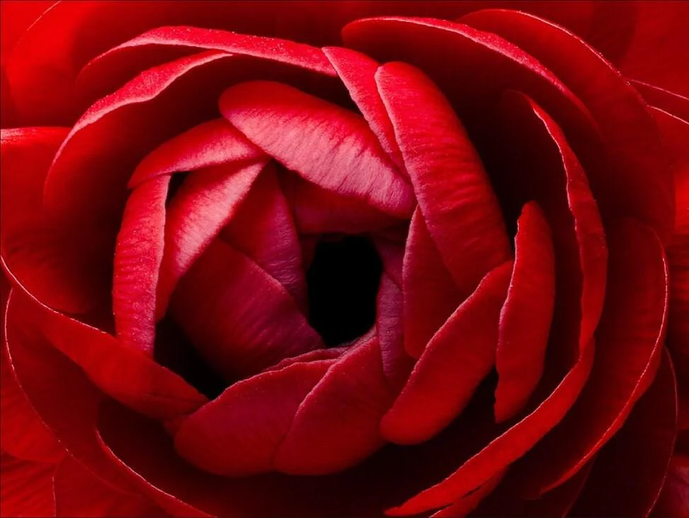 Ranunculus Red - Image 5