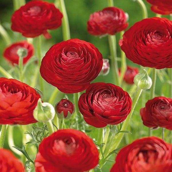 Ranunculus Red - Image 8
