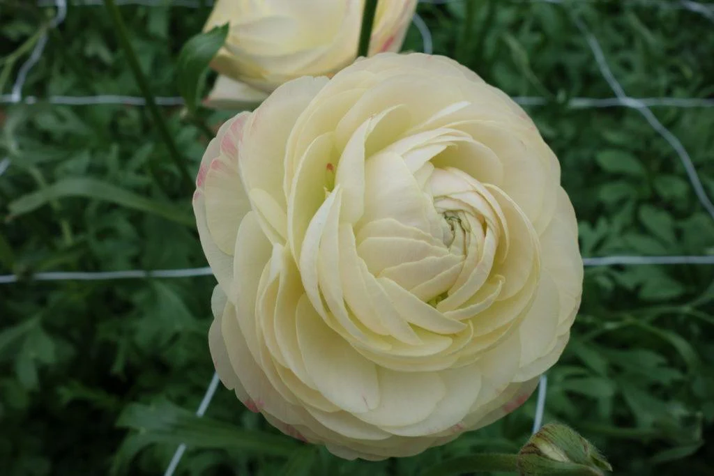 Ranunculus Romance Hydra - Image 10