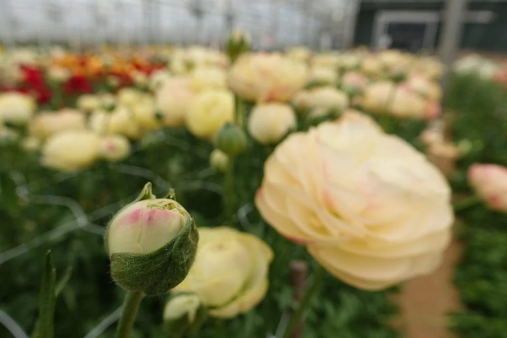Ranunculus Romance Hydra - Image 11